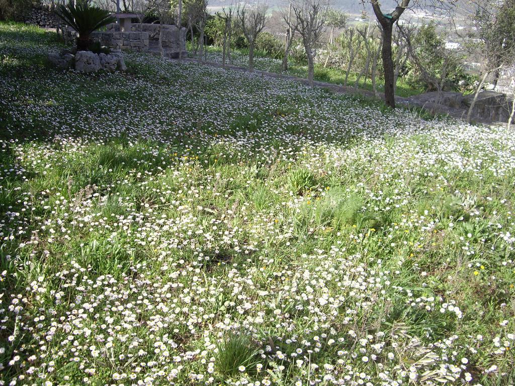 Trulli Convertini Locorotondo Værelse billede